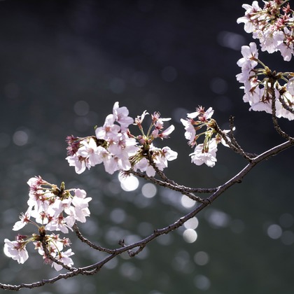 ミヤタカズコが撮影した「:albumName」の写真