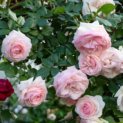 オフィス 芦野が撮影したウェディングや家族、ビジネスの写真