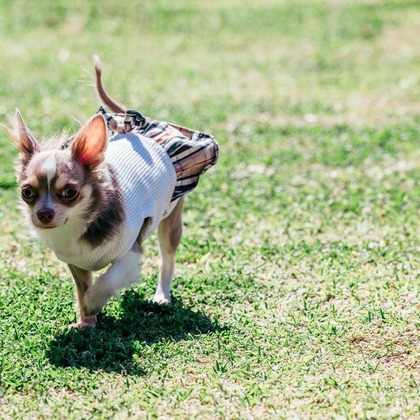 ポートレート沖縄が撮影した「:albumName」の写真