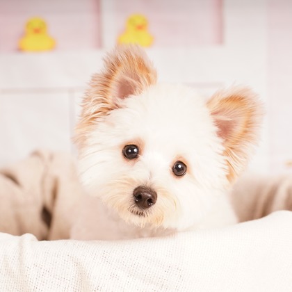 スタジオ　まるが撮影した「:albumName」の写真