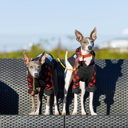 T.Matsumuraが撮影したイベント/スナップ撮影の写真