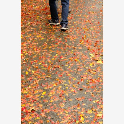 KotobukiPhotosが撮影した「:albumName」の写真