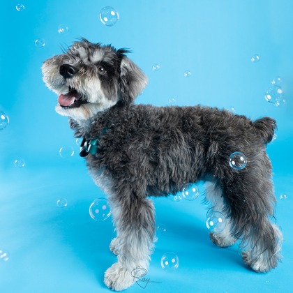 Ray Yamaguchiが撮影したその他/スタジオ撮影/家族写真の出張撮影/七五三フォトの写真