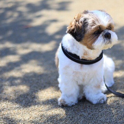 CREAMYが撮影した「:albumName」の写真