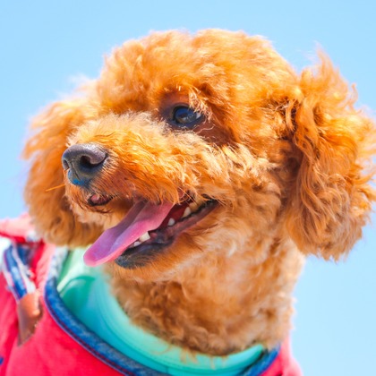 大森光太郎・K-PHOTOが出張撮影した犬の敏捷性, 犬の供給, 子鹿などが写った「ペット撮影」の家族写真