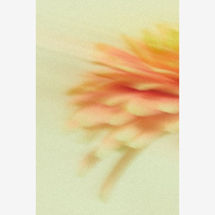 杉本伸二が撮影した「:albumName」の写真