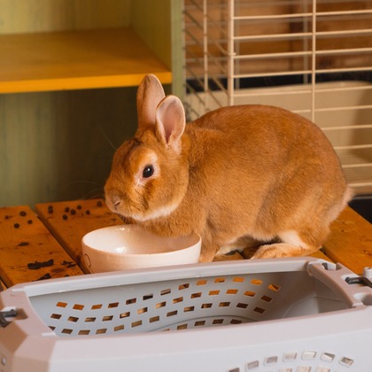 studio white alice 五十嵐啓が撮影したその他の写真