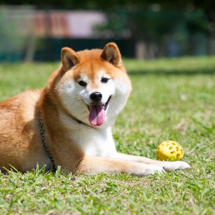 インスタントソイ合同会社　井上泰徳が撮影したウェディングや家族、ビジネスの写真