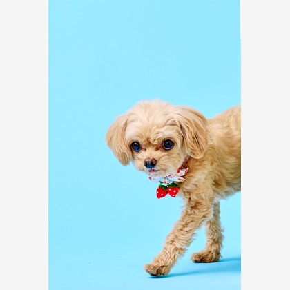 クリエイティブツリーが撮影した「:albumName」の写真