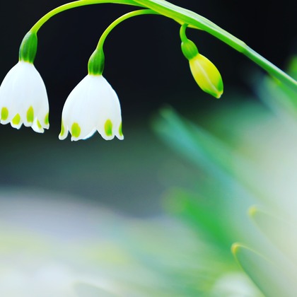 今井広樹/スタジオプランタン/日本写真家協会 会員が撮影した「:albumName」の写真