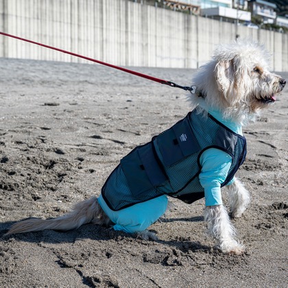 吉田佳央が撮影した「DOG SHOOTING」の写真