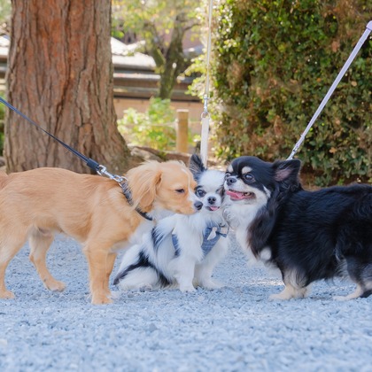 高夏写真店が出張撮影した「家族写真の撮影」の家族写真