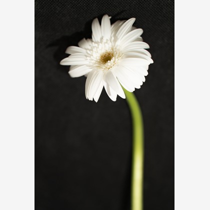 SmileMemoriesPhotoStudioが撮影した「:albumName」の写真