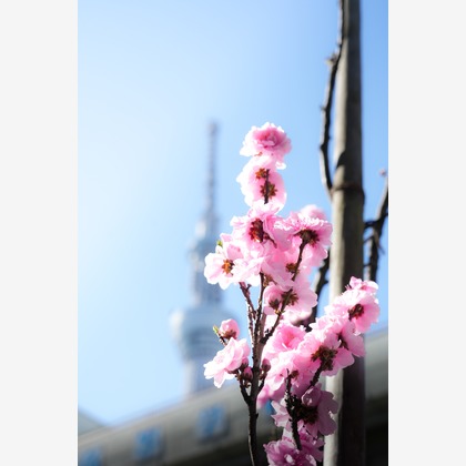 photographerTAKASUが撮影したその他の写真