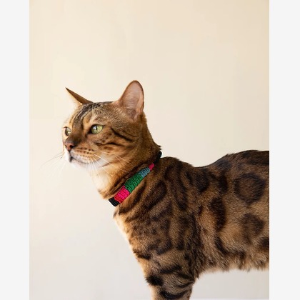 白井由香里写真事務所が撮影した「:albumName」の写真