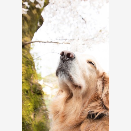 スマイルグローバルフォトが撮影したその他の写真