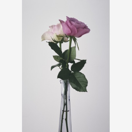 水本光が撮影した「物撮り・アイテム撮影」の写真