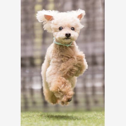 猫田晃広が撮影したその他の写真