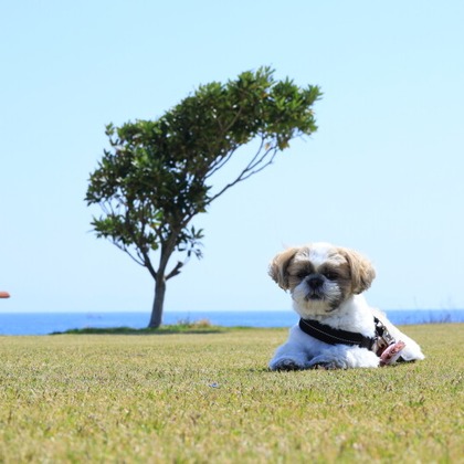 CREAMYが撮影した「:albumName」の写真