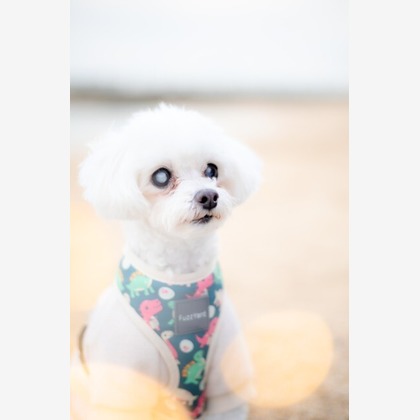 あかすたが撮影した「ペット撮影」の写真