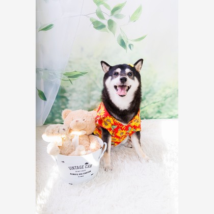 世登理恵が撮影したウェディングや家族、ビジネスの写真