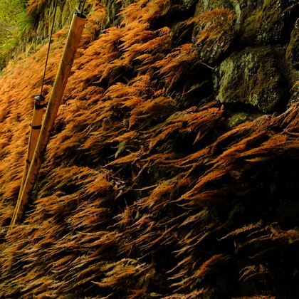 KotobukiPhotosが撮影した「:albumName」の写真