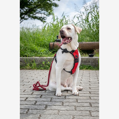 吉田佳央が撮影した「:albumName」の写真