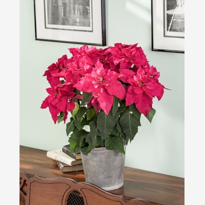 有限会社　澤田スタジオが撮影した「:albumName」の写真