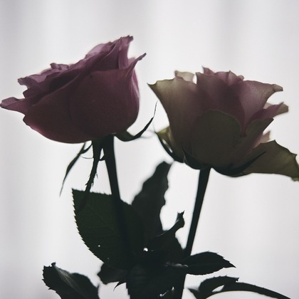 水本光が撮影した「物撮り・アイテム撮影」の写真