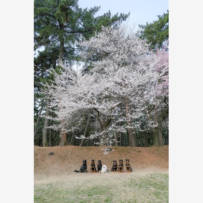 株式会社Neo-Smile 「locationbreeze」高橋 徹が出張撮影した「ペット」の家族写真