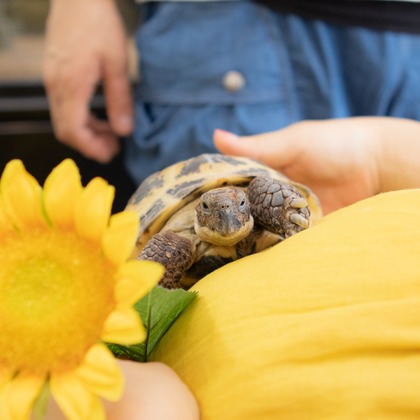 橋本祐里子（まるちゃん）が撮影した「:albumName」の写真