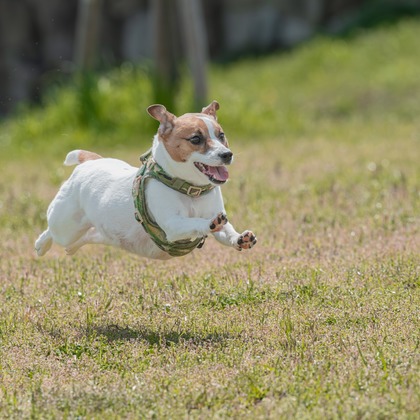 あなたの写真館が撮影した「:albumName」の写真