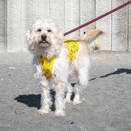 吉田佳央が撮影した「DOG SHOOTING」の写真