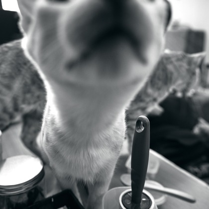 有限会社エルフラットが撮影したイベント/スナップ撮影の写真