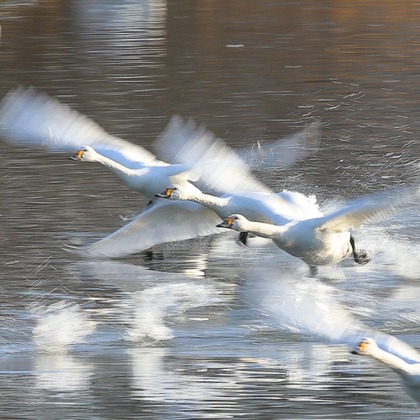 溝口崇が撮影した「:albumName」の写真
