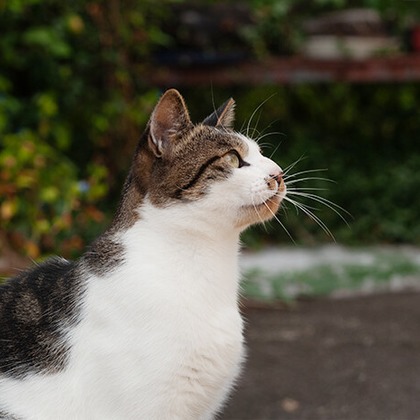 十時写真事務所が撮影したウェディングや家族、ビジネスの写真