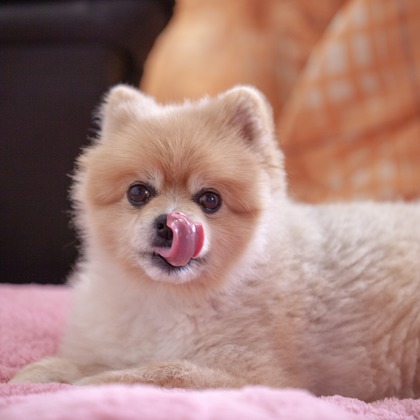 レオン・スナップサービスが撮影したその他の写真