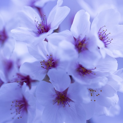 Orihusta photographyが撮影した料理撮影の写真