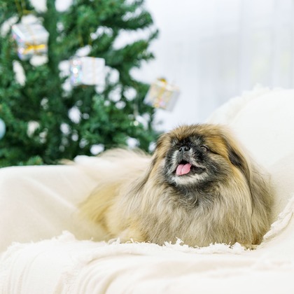 クリエイティブツリーが撮影した「:albumName」の写真