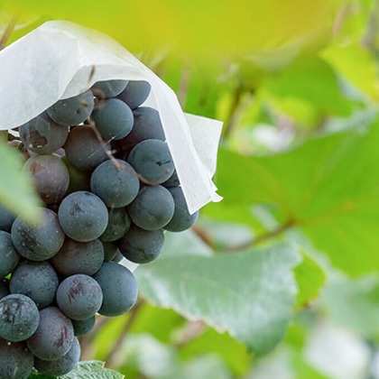 腰山大雅が撮影した「:albumName」の写真