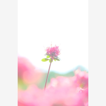 KotobukiPhotosが撮影した「:albumName」の写真