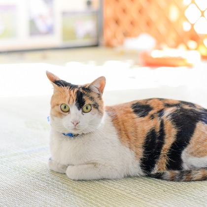 Sara Photo Worksが撮影したその他の写真