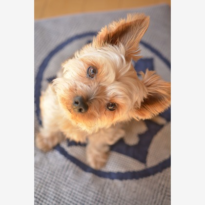 大熊和輝が撮影したウェディングや家族、ビジネスの写真