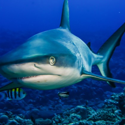 リトルダイナソーが撮影したその他の写真