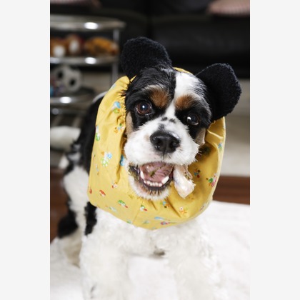 森安　照が撮影した「:albumName」の写真