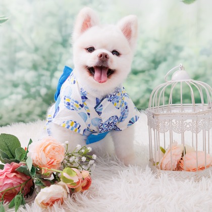 世登理恵が撮影したウェディングや家族、ビジネスの写真