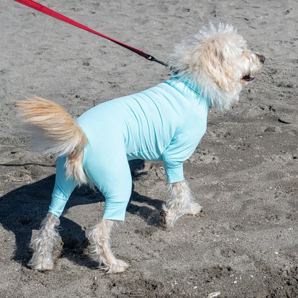 吉田佳央が撮影した「DOG SHOOTING」の写真