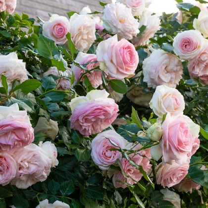 オフィス 芦野が撮影した「:albumName」の写真