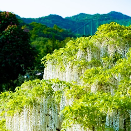 KotobukiPhotosが撮影した「:albumName」の写真