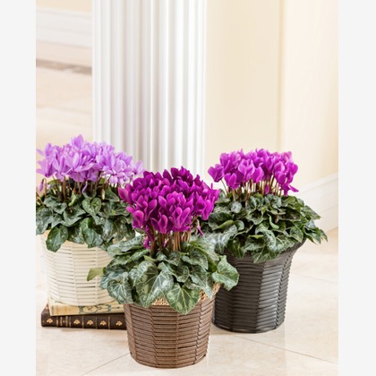 有限会社　澤田スタジオが撮影した「:albumName」の写真